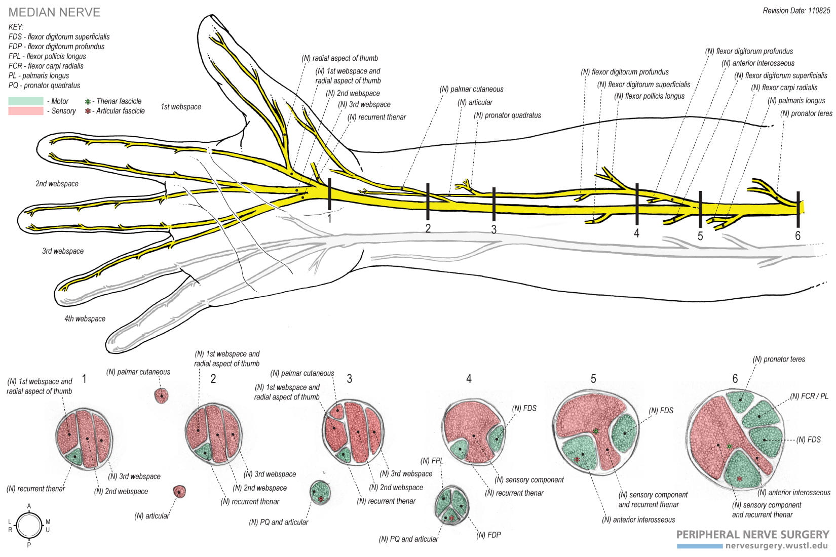 MEDIAN NERVE - pediagenosis  Median nerve, Nerve anatomy, Sciatic